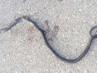 Yabanı yok ediyoruz