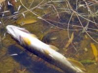 Athalassa Parkı’ndaki gölde balık ölümleri