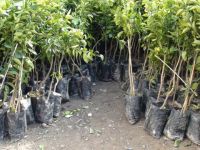 Tarımsal Araştırma Enstitüsü meyve fidanı satışına başladı