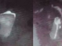 Yavru köpeği işkence yaparak öldürdü