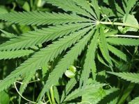 Postayla 1 kilo hintkeneviri geldi