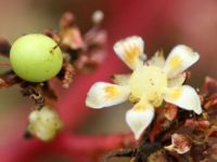 Meyvelerin kraliçesi mangonun vücudumuzdaki şaşırtan etkisi