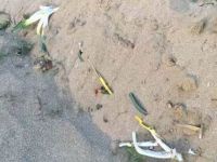 İskele’de kum zambakları yok edildi