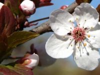 İlkbahar Ekinoksu nedir? Neden Doodle oldu?