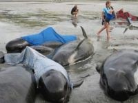 Avustralya’da 150 balina karaya vurdu
