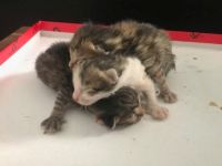 Acil yuva arıyoruz!