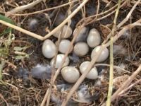 Avcılık Fedrasyonu, sano ve silaj yapımının kanatlılara zarar verebileceğinden duyarlı olunmasını istedi