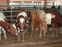 Kuraklık ve susuzluk üreticiyi vurdu