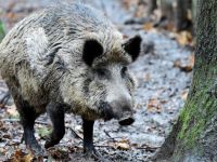 Polonya salgın nedeniyle sınırlarına tel örgü çekecek