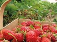 Cumartesi “Çilek ve Doğa Yürüyüşü” düzenleniyor