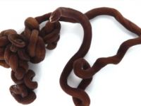 Dünyanın en uzun hayvanı zehirli çıktı