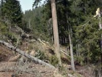 Fırtına onlarca ağacı kökünden söktü