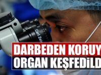 Darbeden koruyan organ keşfedildi