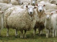 Güney Kıbrıs’tan kaçak 68  küçükbaş hayvan getirildi