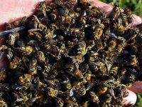 Güney Kıbrıs’ta toplu arı ölümleri