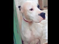 Trabzon'da köpekle yaralamaya 5 yıl hapis