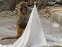 Hindistan'da polis, bebek hırsızı maymunun peşinde