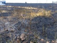 Çöp alanında başlayan yangından ekili arazi ve fidanlar etkilendi