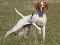 Güney’den çalınan av köpeklerinin 9’u Taşpınar’da bulundu