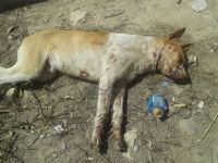 Meriç bölgesinde vahşet!