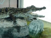 Timsah Parkı ara bölgeye kurulacak