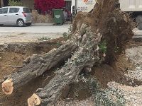 “Yasalara rağmen devlet göz yumuyor”