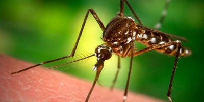 Tayland'da deng humması vakaları...7 ayda 45 kişi öldü