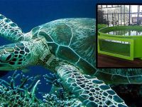 Ataoğlu'ndan Merit'e kıyak