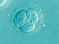 Laboratuvar ortamında embriyo benzeri yapılar üretildi