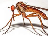 Vatandaşın derdi “sivri”