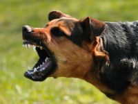 Hindistan'da köpeklerin saldırısına uğrayan 6 çocuk öldü