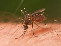 Sivrisinek Kabusu!!!