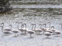 Mağusa Kent ve Ekoloji Platformu bugün eylem yapacak