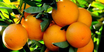 CYPFRUVEX, mandora ürünü bakiyesini cumadan itibaren ödemeye başlıyor