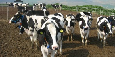 Hayvancıya 44 bin 160 TL tazminat ödendi!