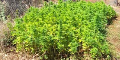 100 kök Hintkeneviri imha edildi