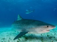 Avustralya'da köpek balığının saldırdığı kadın yaralandı