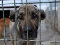 Hayvanseverler Lefkoşa Barınağını protesto edecek