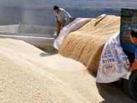 TÜK yarından itibaren zahire alımına başlayacağını ve ürünün nem oranının %12.5’i aşmaması gerektiğini duyurdu