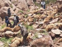 Van'da 100 koyun uçurumdan atlayarak telef oldu