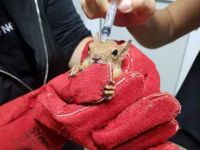 Kaçak sincaplara el konuldu