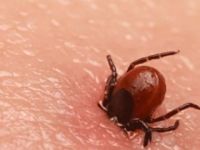 İran'da Kırım Kongo kanamalı ateşi 3 can aldı