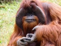 Dünyanın en yaşlı orangutanı öldü