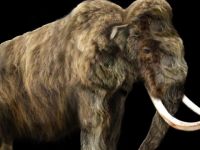 Alaska'da müzeden mamut dişi çalındı