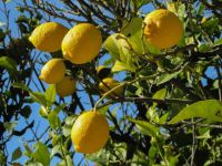 Limon çalan 3 kadına soruşturma açıldı