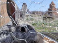 Tavşanlara tuzak kurdu