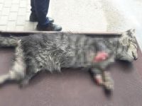 Bursa'da ayakları kesilmiş kedi yavrusu bulundu