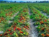 Soframıza limon sıktılar