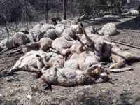 Başıboş köpek vahşeti