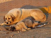 Mardin'de yavru köpeği tüfekle vurdular